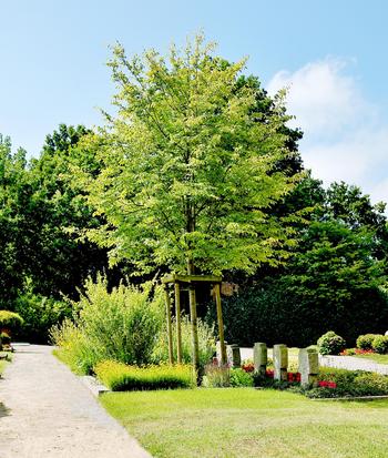Friedhof